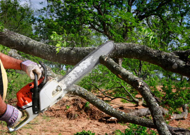 Trusted Bonham, TX  Tree Services Experts